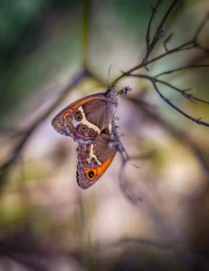 [094] Mariposados guaro1972 Lara Ruiz