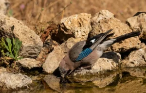[095] El espejo Francisco Pérez de Rosas Baena