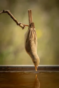 [095] Zarcero bebiendo agua Javier Pérez Marañón compressed