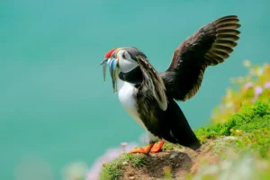 [096] Frailecillo Ana María Blanco Gómez
