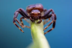 [097] Araña 2x Antonio Martín Gómez compressed