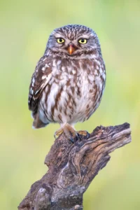 [097] El chillón Arturo Montes de Oca