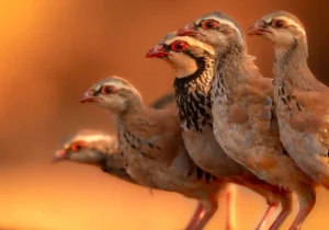 [098] Familia en el bebedero Adolfo Etchemendi Rivero compressed