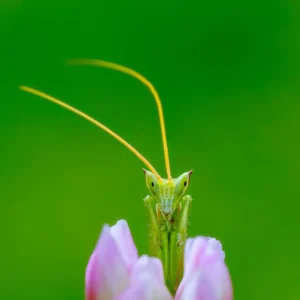 [103] Secreto entre pétalos Diego Salvador Alcedo