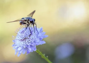 [103] polilla Manuel Borrego Barrera compressed
