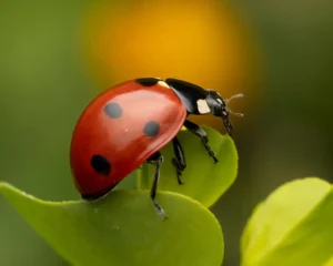 [104] Rojo Paco Civantos Castilla