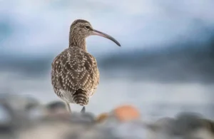 [106] Buenas noche Mar pepe rojo bernal compressed