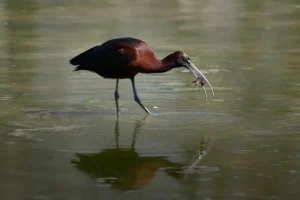 [108] Para la cena Antonio Manuel Barbero Oliva