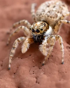 [109] ¡Ojo al detalle! Miguel Campos Díaz de Mayorga