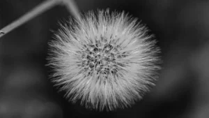 [111] Diente de Leon Eva Bernadette Marín Sola