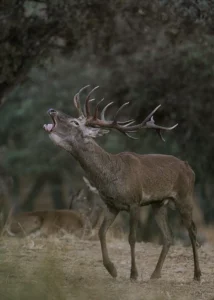 [112] CIERVO EN BERREA II JOSE ANTONIO ORTIZ RUIZ compressed