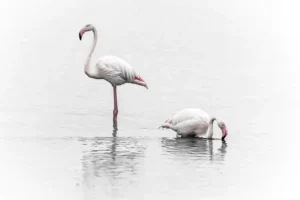 [113] Marisma en día nublado Carlos Gomez Cerrillo