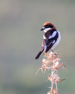 [116] Alcaudon Juan Manuel Valverde Ramírez compressed