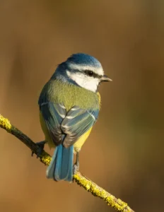 [117] El Herrero Vicente Victoriano Rodriguez Ortiz de Galisteo