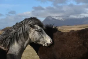[118] Amor Equino M Luisa Agueda Rodríguez