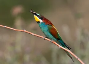 [121] Con el desayuno Francisco Plaza Ramírfez