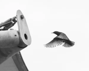 [127] Al nido JOSE LINARES CASAS