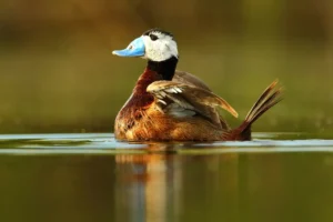 [129] Malvasía cabeciblanca Blas David Fernández Pérez compressed