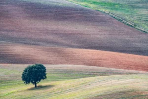 [130] Danza y agricultura Miguel Gil León compressed