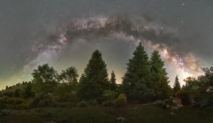 [131] Bosque de Pinsapos Antonio Márquez Lanza