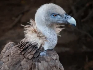 [132] Maese buitre Juan Francisco Machado Quiñones