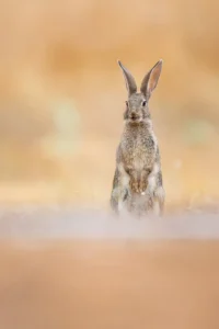 [136] Alarm Pablo Barrena compressed