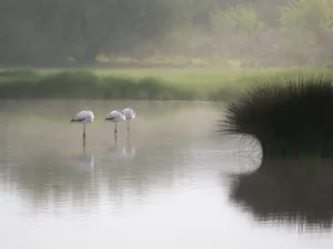 [136] Amanece Manuela Luque Berrocal
