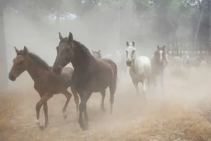 [137] Trotando María del Mar Ortega Jiménez