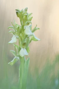 [140] Hipocromatismo Manuel Antonio Aragón Medina compressed