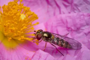 [140] Polinizando una jara Miguel Pedreño Martínez