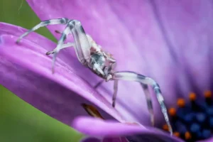 [141] Comuflaje Jose Manuel Fernandez Lopez