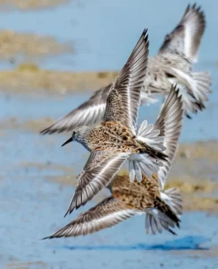 [143] Correlimos tridáctilo Antonio Benítez Paz
