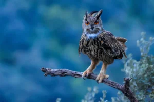 [145] Rey de la noche Andrés Miguel Domínguez Romero compressed