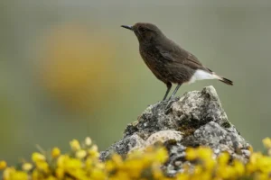 [147] Habitantes de las cumbres Gonzalo Astete Martín compressed