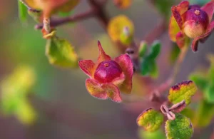 [152] Bayas Silvetres Agustin Gómez Jurado compressed