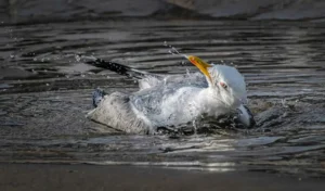 [153] EL REFRESCANTE BAÑO Jeronimo Villena Pareja compressed