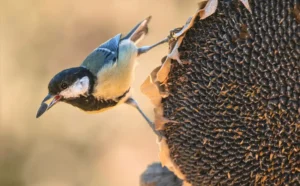 [157] En la despensa Juan Guerrero Moreno