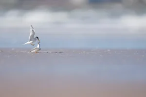 [159] Charrancitos Ana Cabello Alonso compressed