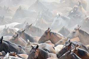 [163] Entre crines Sonia Herencia Anillo compressed