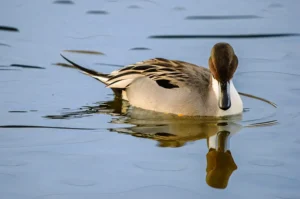 [165] Reflejo de anade Manuel Salvador Martín