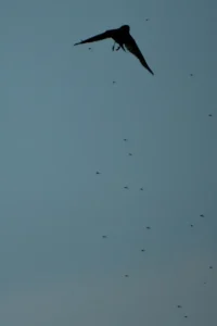 [169] Festín azulado Guillermo del Pino Chabrillón