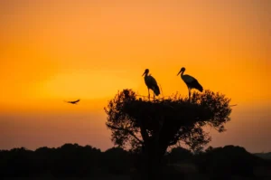 [173] Ocaso dorado José Luis Alillo Ceada compressed