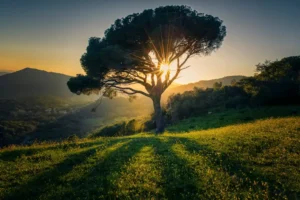 [174] Buena Sombra Francisco Jose Centeno García compressed