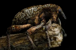 [177] 5 mm de escarabajo Casiano Acemel González compressed