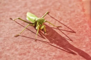 [179] Mantis Religiosa Antonio José Gamboa de la Rubia