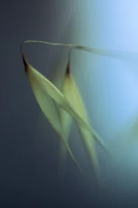 [182] Avena Loca Renate Laila Simburger