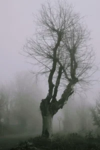 [187] El arbol Pedro Blancat Torres