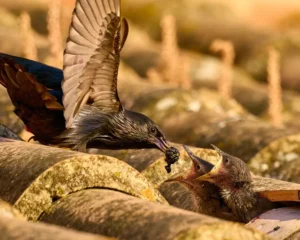 [187] Hora del desayuno José Antonio Gutiérrez López compressed