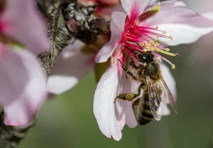 [188] La Recolecta Antonio Rodríguez Rebollo compressed