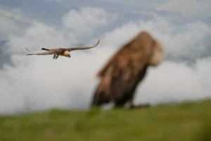 [188] Te veo venir soledad LORENA VIRGINIA ANGARITA CASTRO